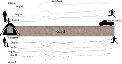 A Randomized Cross-Over Field Study of Pre-Hydration Strategies in Dogs Tracking in Hot Environments